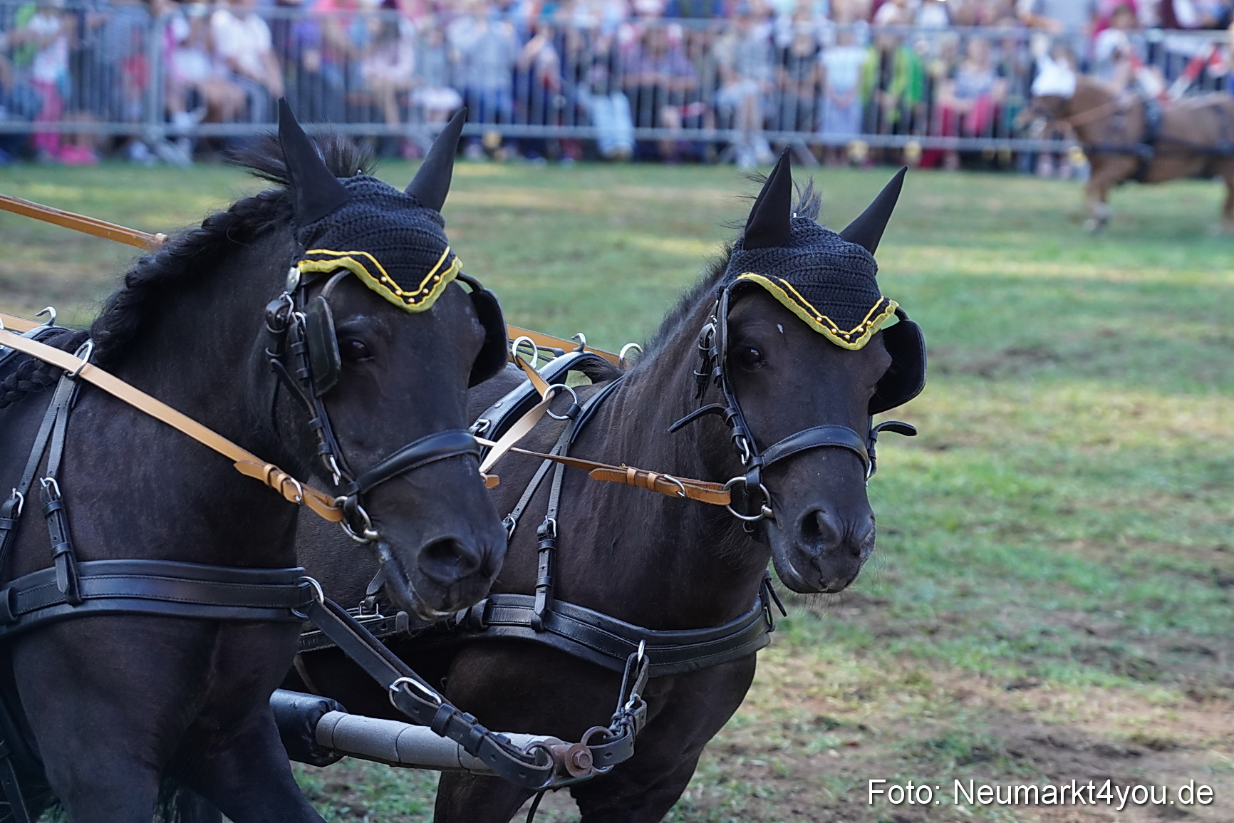Pferde und Fohlenschau 2022 0100 